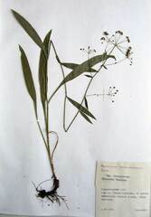 Bupleurum komarovianum