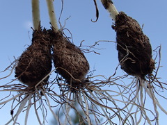 Allium geyeri tenerum