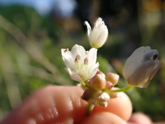 Allium geyeri tenerum
