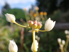 Allium geyeri tenerum
