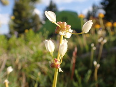 Allium geyeri tenerum
