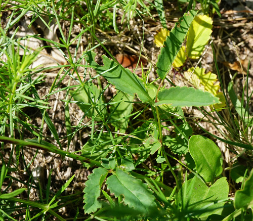 Sanguisorba officinalis