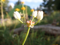 Allium geyeri tenerum