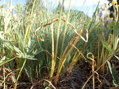 Allium geyeri tenerum