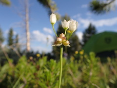 Allium geyeri tenerum