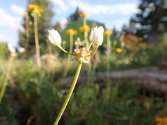 Allium geyeri tenerum