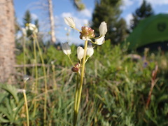 Allium geyeri tenerum