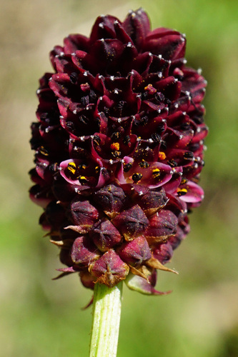 Sanguisorba officinalis