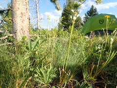 Allium geyeri tenerum