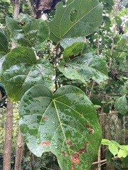 Thespesia grandiflora
