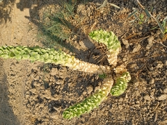 Moluccella laevis