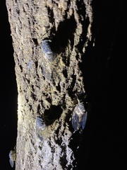 Hyalessa maculaticollis