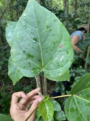 Thespesia grandiflora