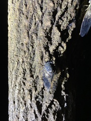 Hyalessa maculaticollis