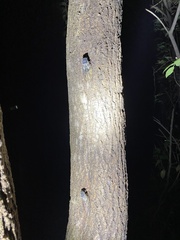 Hyalessa maculaticollis