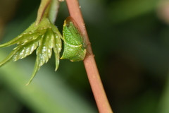Stictocephala bisonia