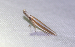 Pleurota aristella