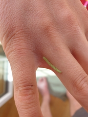 Tortrix viridana