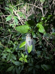 Hyalessa maculaticollis