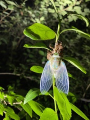 Hyalessa maculaticollis
