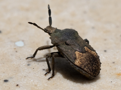 Megymenum brevicorne