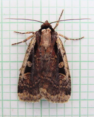 Eueretagrotis sigmoides