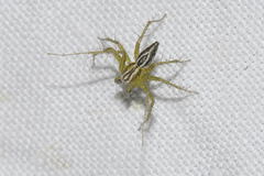 Oxyopes lineatus