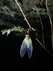 Hyalessa maculaticollis