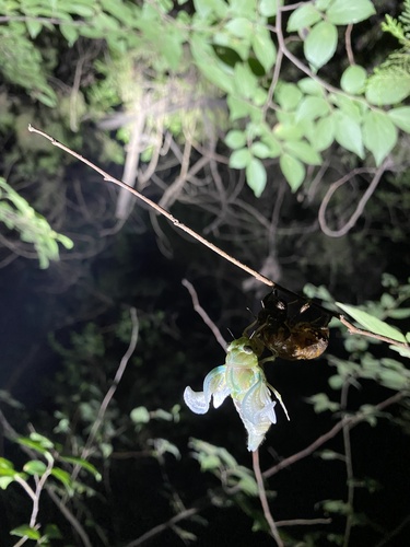 Robust Cicada