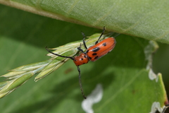Tetraopes tetrophthalmus