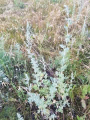 Artemisia absinthium