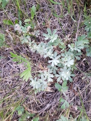Potentilla argentea