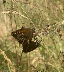 Pyronia tithonus