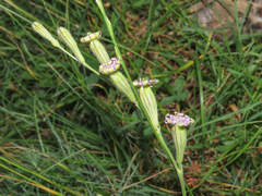 Silene ciliata graefferi