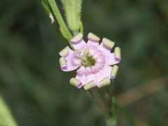 Silene ciliata graefferi