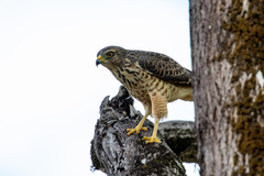 Rupornis magnirostris