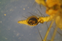Oxyopes lineatus