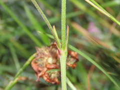 Silene ciliata graefferi