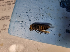 Vespa mandarinia