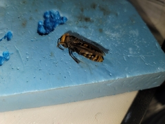 Vespa mandarinia