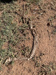 Serpentes
