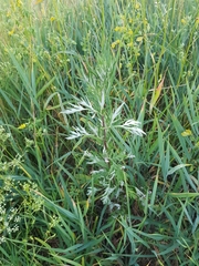 Artemisia vulgaris