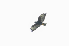 Buteo brachyurus