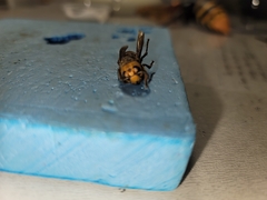Vespa mandarinia
