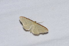 Idaea humiliata