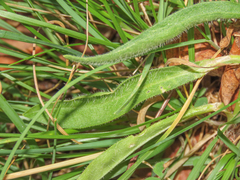 Silene ciliata graefferi