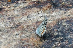 Euphilotes battoides