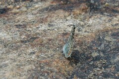 Euphilotes battoides