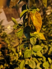 Orthetrum sabina
