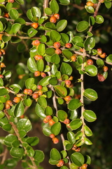 Cotoneaster hjelmqvistii